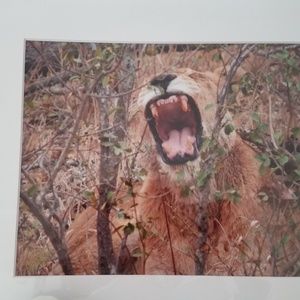 Safari photo Lion Roar